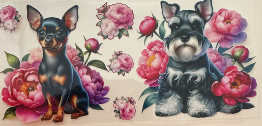 402   CHIHUAHUA & TERRIER
